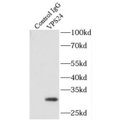 Vacuolar Protein Sorting-Associated Protein 24 (VPS24) Antibody