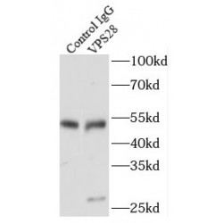 Vacuolar Protein Sorting-Associated Protein 28 Homolog (VPS28) Antibody