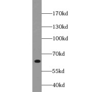 IHC-P analysis of human testis tissue, using VPS45 antibody (1/50 dilution).