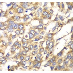 Vesicle Transport Through Interaction With T-SNAREs Homolog 1B (VTI1B) Antibody