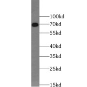 WB analysis of mouse heart tissue, using WBP11 antibody (1/1000 dilution).