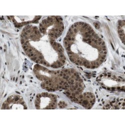 Postacrosomal Sheath WW Domain-Binding Protein (WBP2NL) Antibody