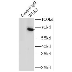 WD Repeat-Containing Protein 1 (WDR1) Antibody