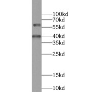 WB analysis of mouse lung tissue, using WDR13 antibody (1/300 dilution).