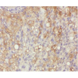 WD Repeat-Containing Protein 18 (WDR18) Antibody