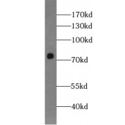 WB analysis of Jurkat cells, using WDR46 antibody (1/400 dilution).