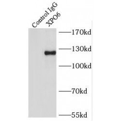 Exportin-6 (XPO6) Antibody