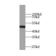 WB analysis of MCF7 cells, using YBX1 antibody (1/1000 dilution).