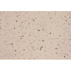 Protein Yippee-Like 1 (YPEL1) Antibody