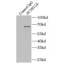 Endoribonuclease ZC3H12A (ZC3H12A) Antibody