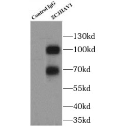 Zinc Finger CCCH-Type Antiviral Protein 1 (ZC3HAV1) Antibody