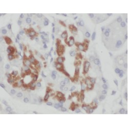 Zinc Finger Protein 2 (ZNF2) Antibody