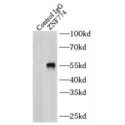 Zinc Finger Protein 774 (ZNF774) Antibody