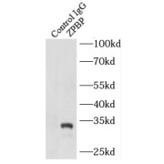 IP analysis of mouse testis tissue lysate (2800 µg), using ZPBP antibody (3 µg, detection: 1/300 dilution).