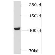 WB analysis of HEK-293 cells, using USP33 antibody (1/300 dilution).