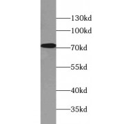 WB analysis of Caco-2 cells, using BTN1A1 antibody (1/2000 dilution).
