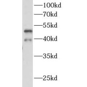 WB analysis of Rat heart, using RHD antibody (1/1000 dilution).