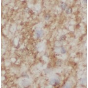 IHC-P analysis of rat brain tissue, using MYPR antibody (1/200 dilution).
