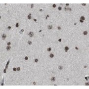 IHC-P analysis of mouse brain tissue, using NeuN antibody (1/10000 dilution).