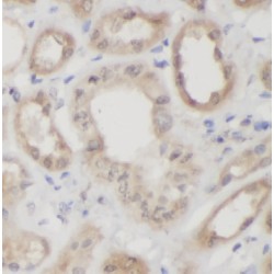 Pantetheinase (VNN1) Antibody