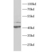 WB analysis of MCF7 cells, using AKT1S1 antibody (1/1000 dilution).