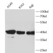 WB analysis of various lysates, using APTX antibody (1/1000 dilution).