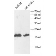 WB analysis of various lysates, using SUB1 antibody (1/1000 dilution).