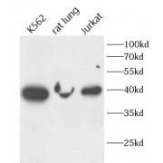 WB analysis of various lysates, using FUT2 antibody (1/1000 dilution).