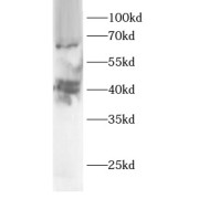 WB analysis of mouse liver tissue, using ARL13B antibody (1/1000 dilution).