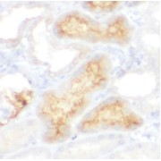 IHC-P analysis of human kidney tissue, using ITFG1 antibody (1/100 dilution).