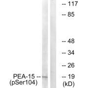 Western blot analysis of extracts from COS cells, treated with TNF (20ng/ml, 5mins), using PEA-15 (Phospho-Ser104) antibody.