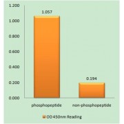 Nuclear Receptor NR4A1 (Phospho-Ser351) antibody reacts with epitope-specific phosphopeptide and corresponding non-phosphopeptide. The absorbance readings at 450 nM are shown in the ELISA figure.