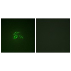 Mucin 1 Phospho-Tyr1229 (MUC1 pY1229) Antibody