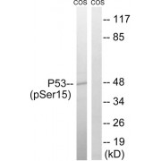 Western blot analysis of extracts from COS7 cells, using p53 (Phospho-Ser15) antibody.