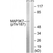 Western blot analysis of extracts from 3T3 cells, treated with heat shock, using MAP3K7 (Phospho-Thr187) antibody.