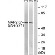 Western blot analysis of extracts from 3T3 cells treated with insulin (0.01U/ml, 15mins) and 3T3 cells treated with EGF (200ng/ml, 30mins), using MAP2K7 (Phospho-Ser271) antibody.