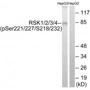 Western blot analysis of extracts from HepG2 cells, treated with EGF (200ng/ml, 30mins), using RSK1/2/3/4 (Phospho-Ser221/227/218/232) antibody.