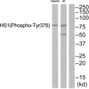 Western blot analysis of extracts from JurKat cells and HepG2 cells, using HS1 (Phospho-Tyr378) antibody.