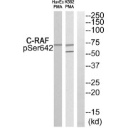 Western blot analysis of extracts from HuvEc cells and K562 cells treated with PMA, using C-RAF (Phospho-Ser642) antibody.