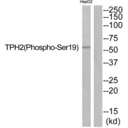 Tryptophan Hydroxylase 2 Phospho-Ser19 (TPH2 pS19) Antibody