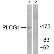 Western blot analysis of extracts from COS7 cells treated with EGF (200ng/ml, 30min), using PLCG1 (epitope around residue 771) antibody (abx012763, Line 1 and 2).