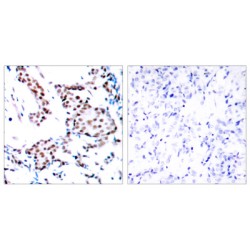 Transcription Factor Jun (c-Jun) Antibody