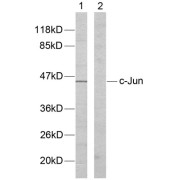 Western blot analysis of extracts from HeLa cells. Line1: Using c-Jun (epitope around residue 170) Antibody (abx012865) ; Line2: The same antibody preincubated with synthesized peptide.