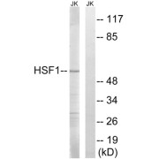 Western blot analysis of extracts from Jurkat cells, using HSF1 (epitope around residue 121) antibody.