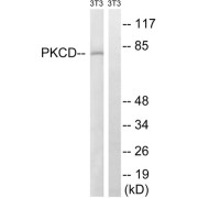 Western blot analysis of extracts from 3T3 cells, treated with EGF (200ng/ml, 30mins), using PKCD (epitope around residue 64) antibody.