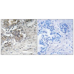 Claudin 7 (CLDN7) Antibody