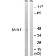 Western blot analysis of extracts from 3T3 cells, treated with PMA (125ng/ml, 30mins), using MNK1 (epitope around residue 385) antibody.