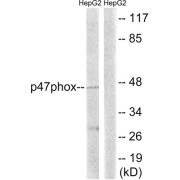 Western blot analysis of extracts from HepG2 cells, treated with TNF (20ng/ml, 5mins), using p47 phox (epitope around residue 345) antibody.