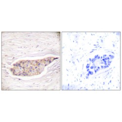 Annexin A6 (ANXA6) Antibody