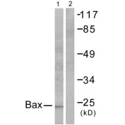 Western blot analysis of extracts from 293 cells, using BAX antibody (abx013025).